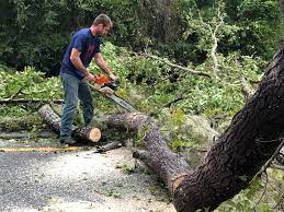 Trusted Caseyville, IL Tree Removal Services Experts