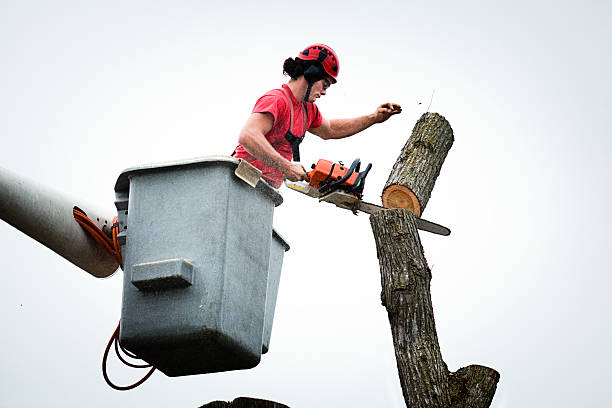 Best Residential Tree Removal  in Caseyvle, IL